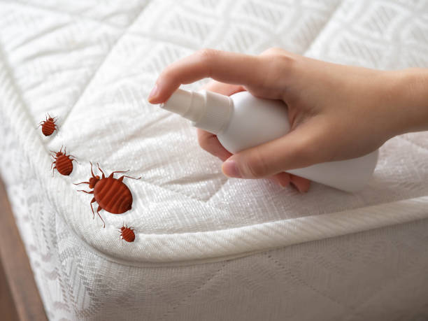 Flea Control Services in Akron, CO